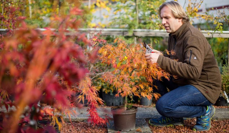 Die Geschichten der Bäume