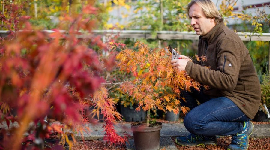 Die Geschichten der Bäume
