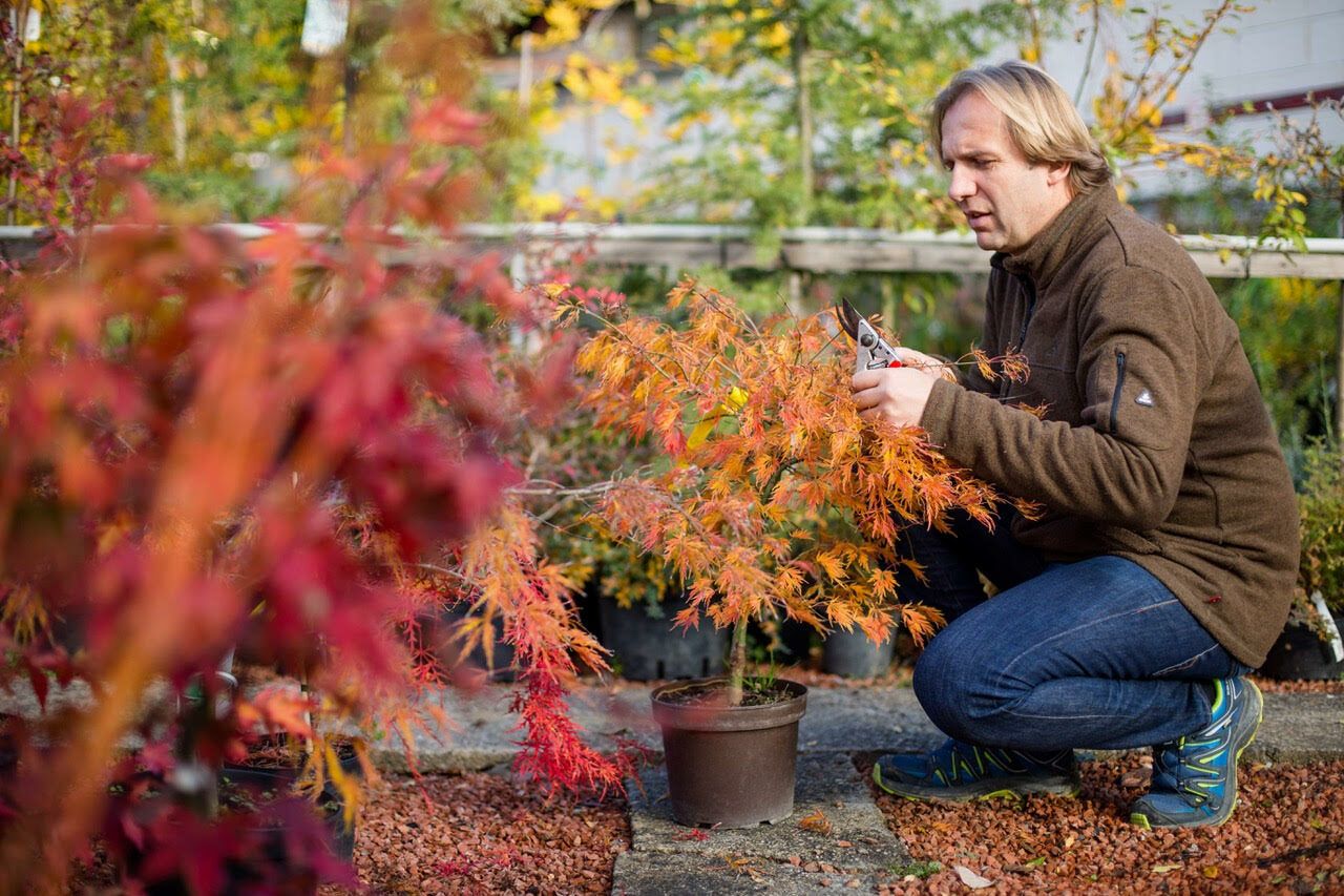 Die Geschichten der Bäume