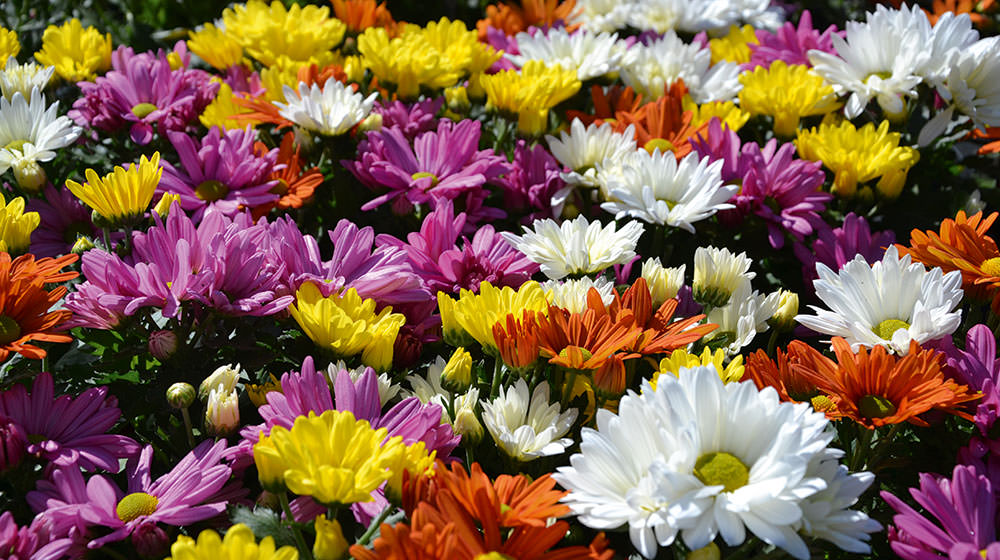 Chrysanthemen