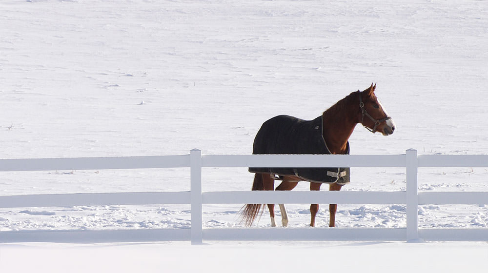 Pferd im Schnee