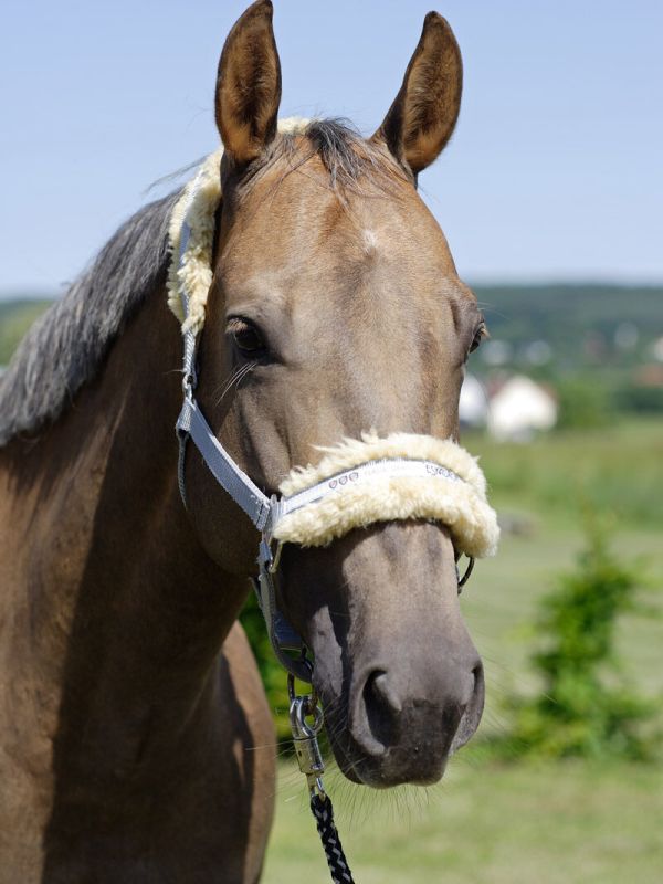 Estrella