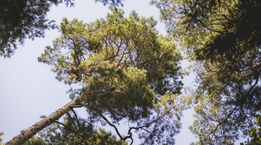 Die heilende Kraft der Natur: Rückblick auf das Hospizcafé im Sommer