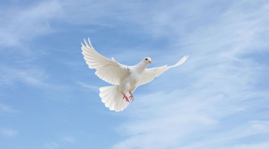 Mein Leben der Tod