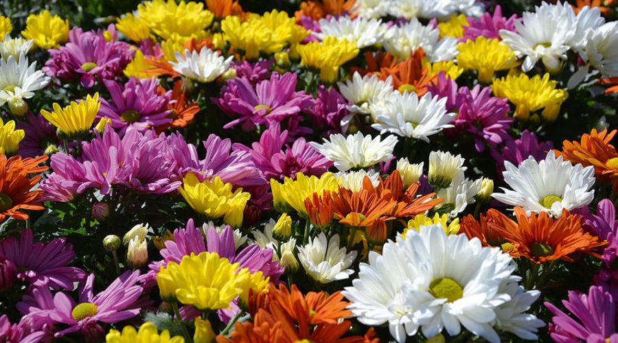 Lass Blumen weinen