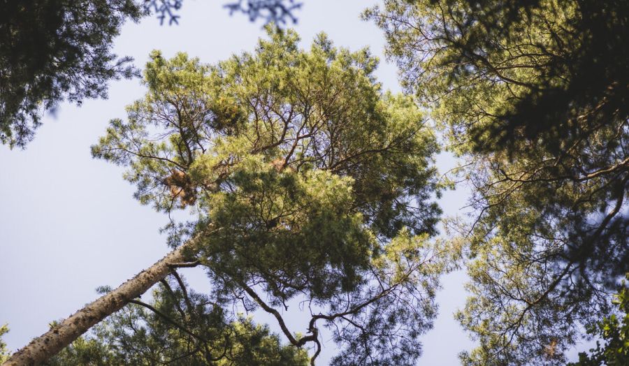 Die heilende Kraft der Natur: Rückblick auf das Hospizcafé im Sommer